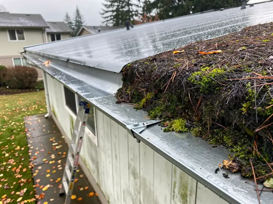 Condominium roof gutter half cleared of fir needles and moss, a ladder against the siding below